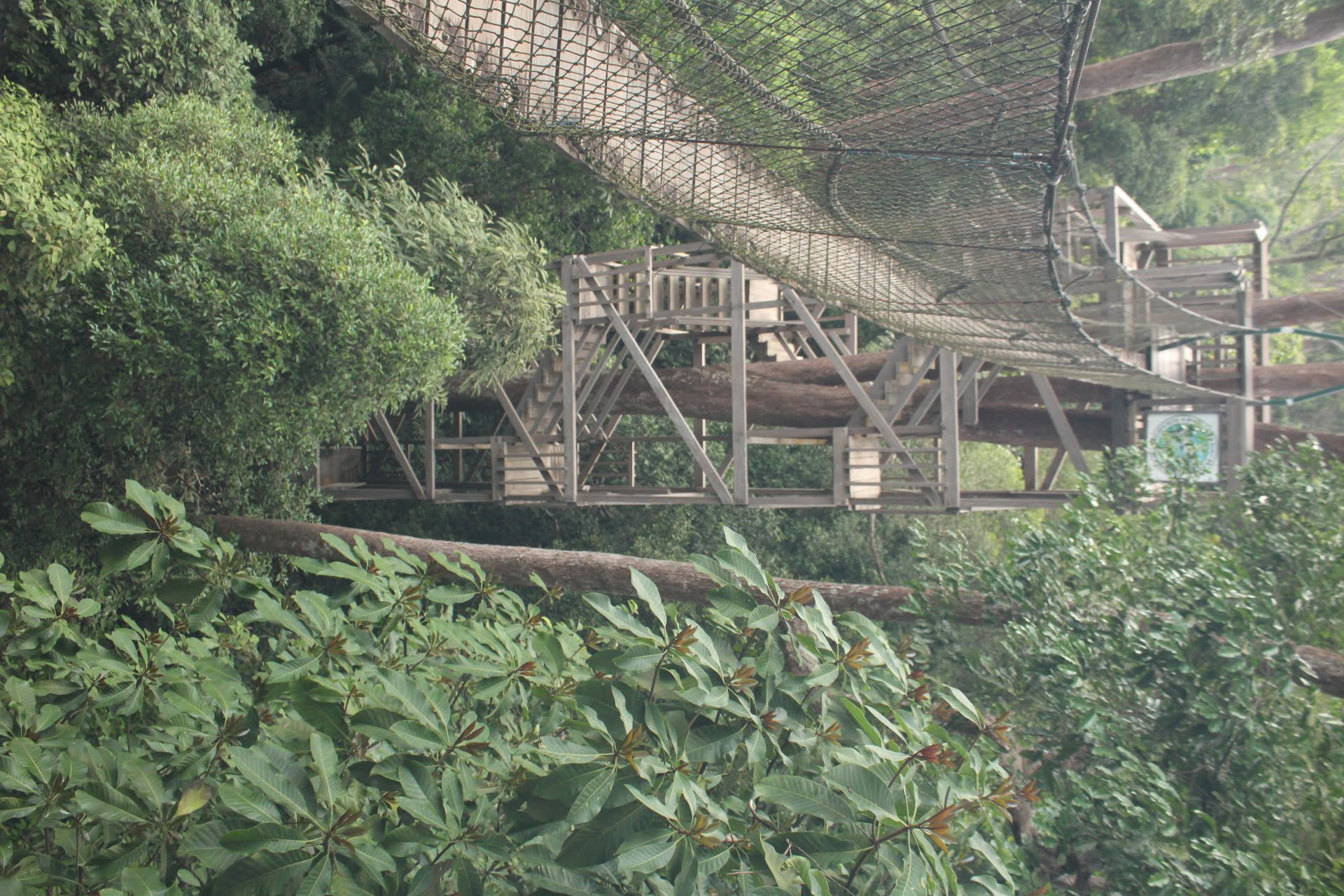 Adrenalin dan Edukasi di Bukit Bangkirai: Canopy Bridge Kebanggaan Kalimantan Timur