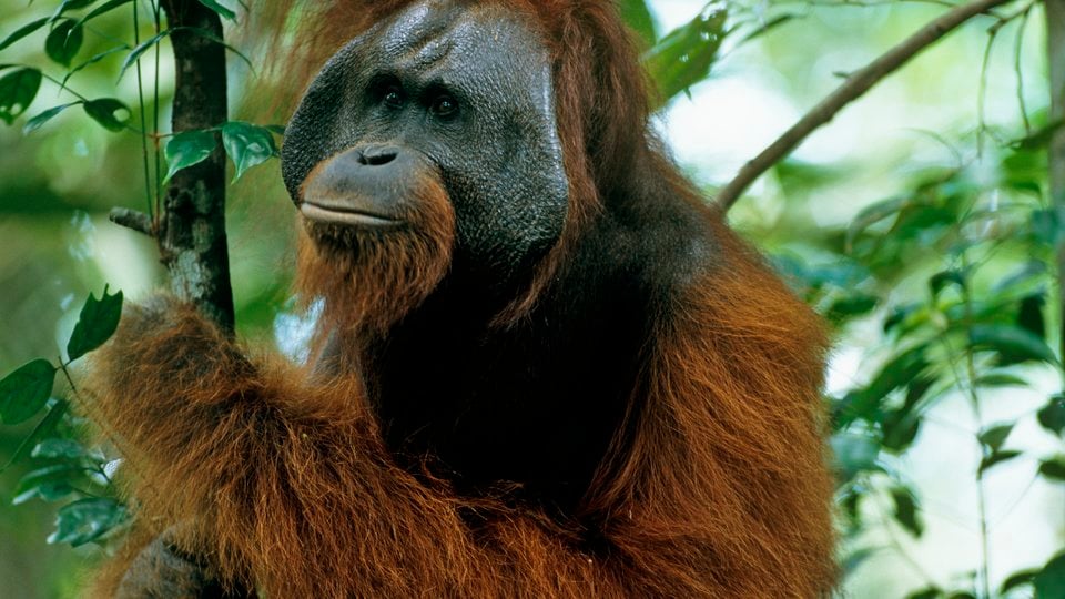 Wisata Sangatta Kutai Timur: Pesona Alam Tersembunyi di Gerbang Taman Nasional Kutai